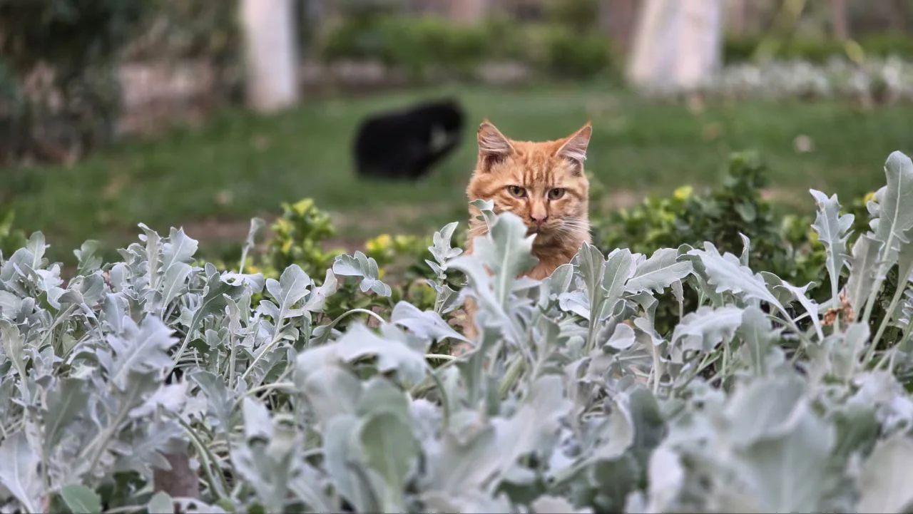 photo 2025 11 15 13 59 23